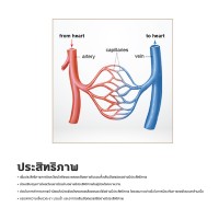 เครื่องกระตุ้นในการบำบัด OTO e-Physio Plus EY-900P